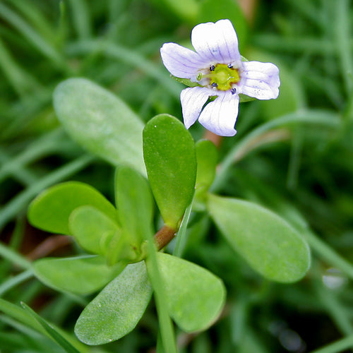 Bacopa monnieri (Brahmi)