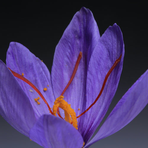 Crocus sativus (Saffron)