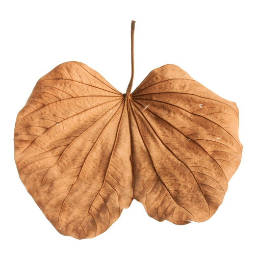 Ginkgo biloba (Ginkgo)