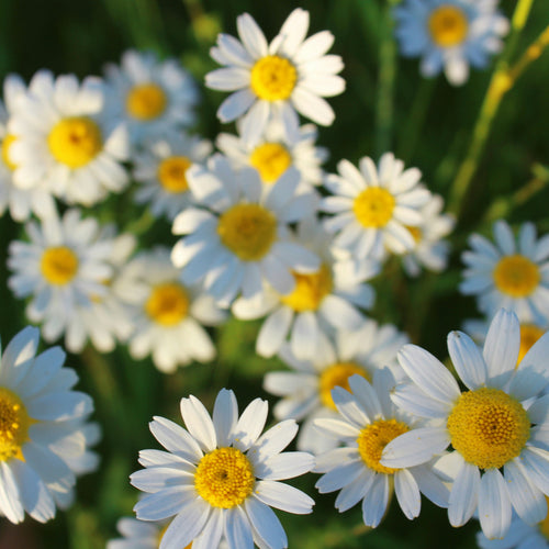 Matricaria chamomilla (Chamomile)